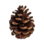 Иконка сервера Pine MC