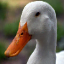 Иконка сервера Ducks Anarchy